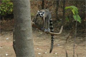 Lemur Katta